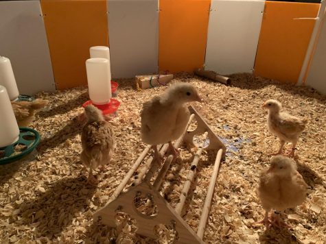 Shanyas chickens play in their classroom pen|