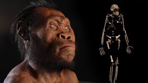 Homo naledi next to its skeleton.