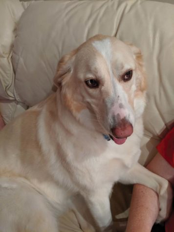 Bailey, a dog, rests her leg on somebody, as she lays on the couch