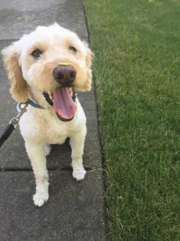 Benito, a dog, poses for a picture with a leaf on his nose