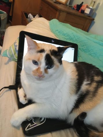 Gigi, a cat, sits on top of a laptop keyboard