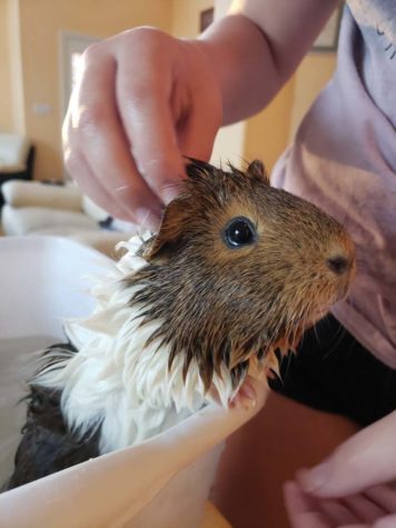 Ginger, a hamster sits in the tub for their bath.