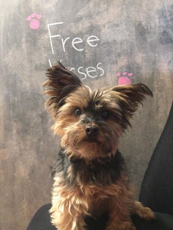 Huey, a dog sits in front of a chalkboard with the words "Free Kisses" written on it