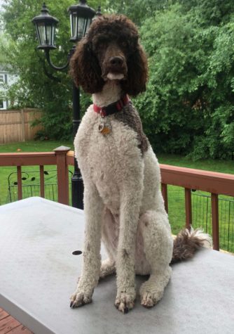 Weasley, a dog, poses on a table for a picture outside