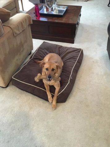 Lily, a dog sits on her bed with a bone in her mouth