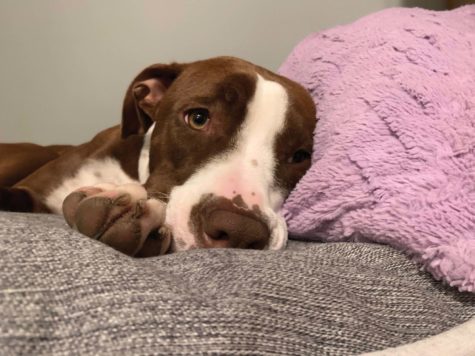 Payton, a dog, curls up next to a blanket on the couch.