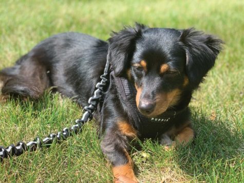 Snickers, a dog, lays on the grass for a picture while on a walk.