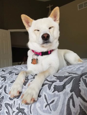 Sophie, a dog, lays on the bed for a picture