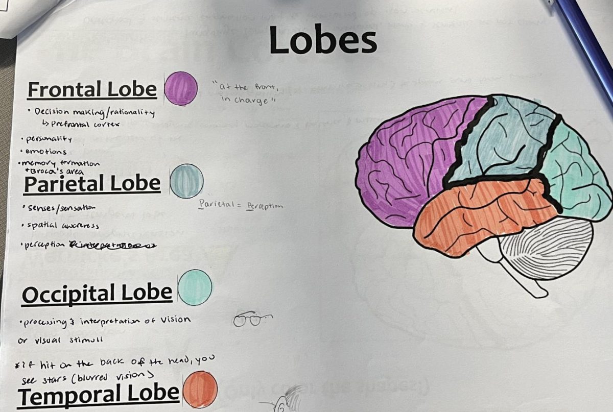 AP Psychology packet for students to color-code parts of the brain to understand the functions.