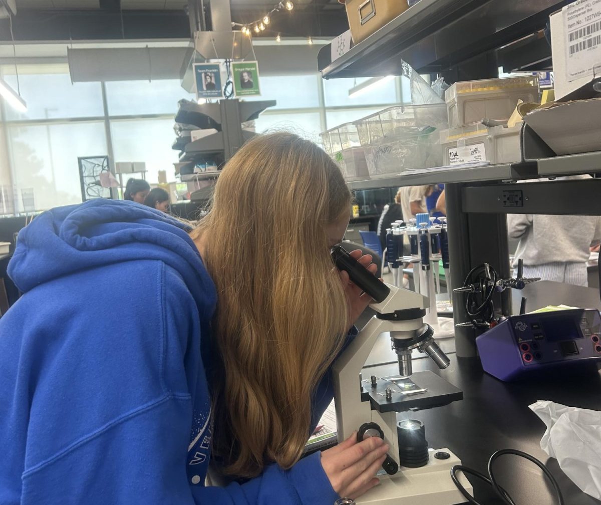 Exploring Osmosis: Allison Ralph (11), in AP Biology class, learns how different leaves react to different concentrations of chemicals.